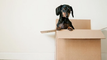 Find Your Home During a Relocation