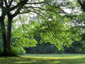 Lloyd Wilson Centennial Park – Caledon, Ontario