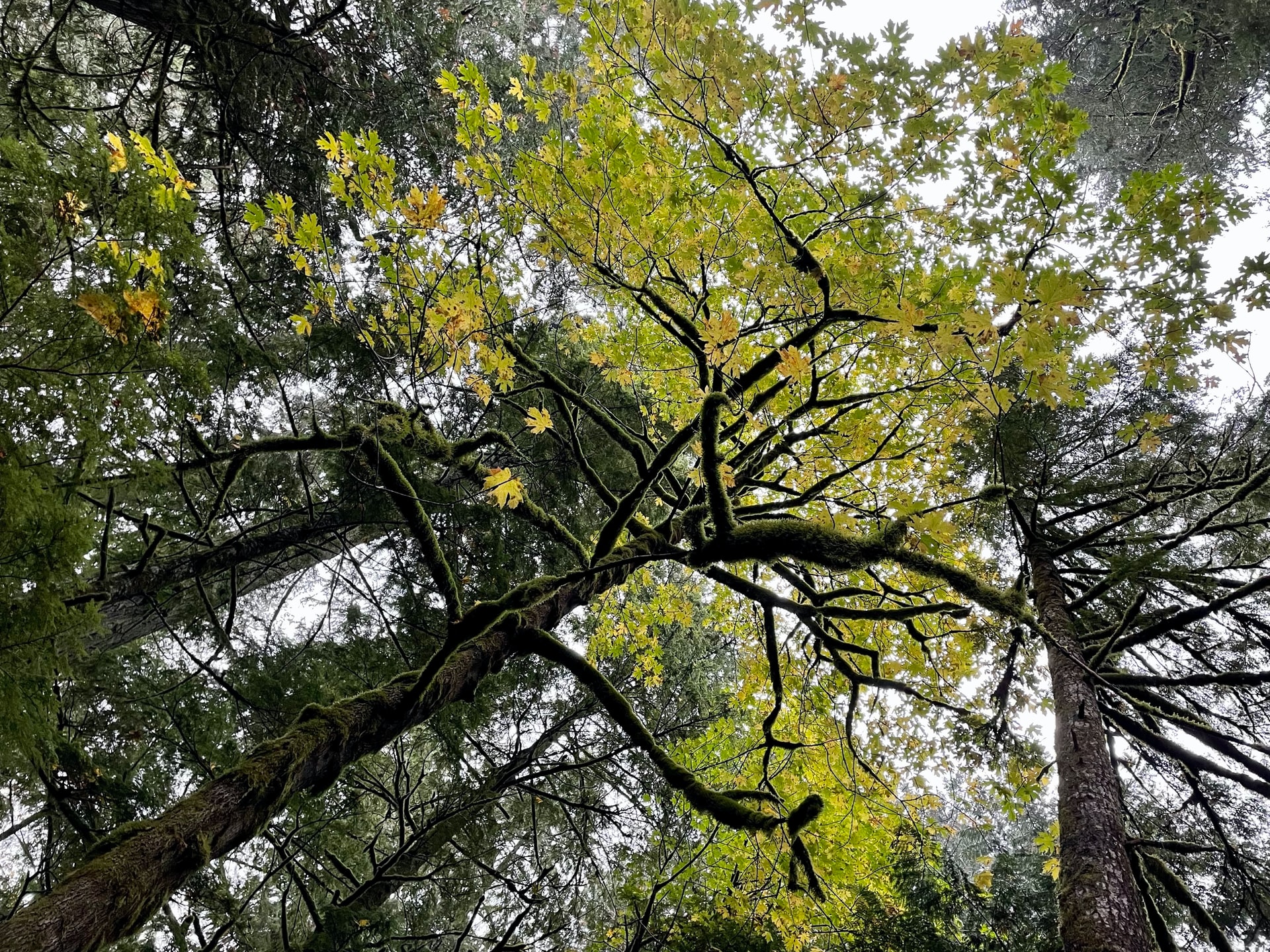 Simmons Nature Reserve Caledon East, Ontario