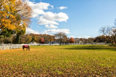 Equestrian Real Estate Agents Mono