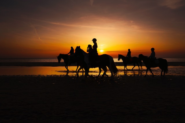 Equestrian Real Estate Agents Dundalk