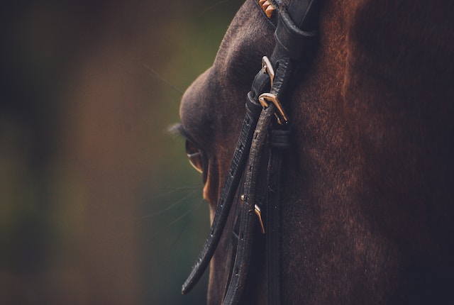 Equestrian Real Estate Agents Alliston
