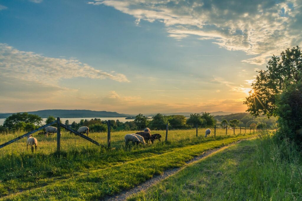 What Are the Pros And Cons Of Living in the Countryside?