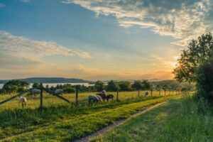 What Are the Pros and Cons Of Living in the Countryside?