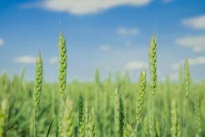 What Qualifies as Qualified Farm Property?