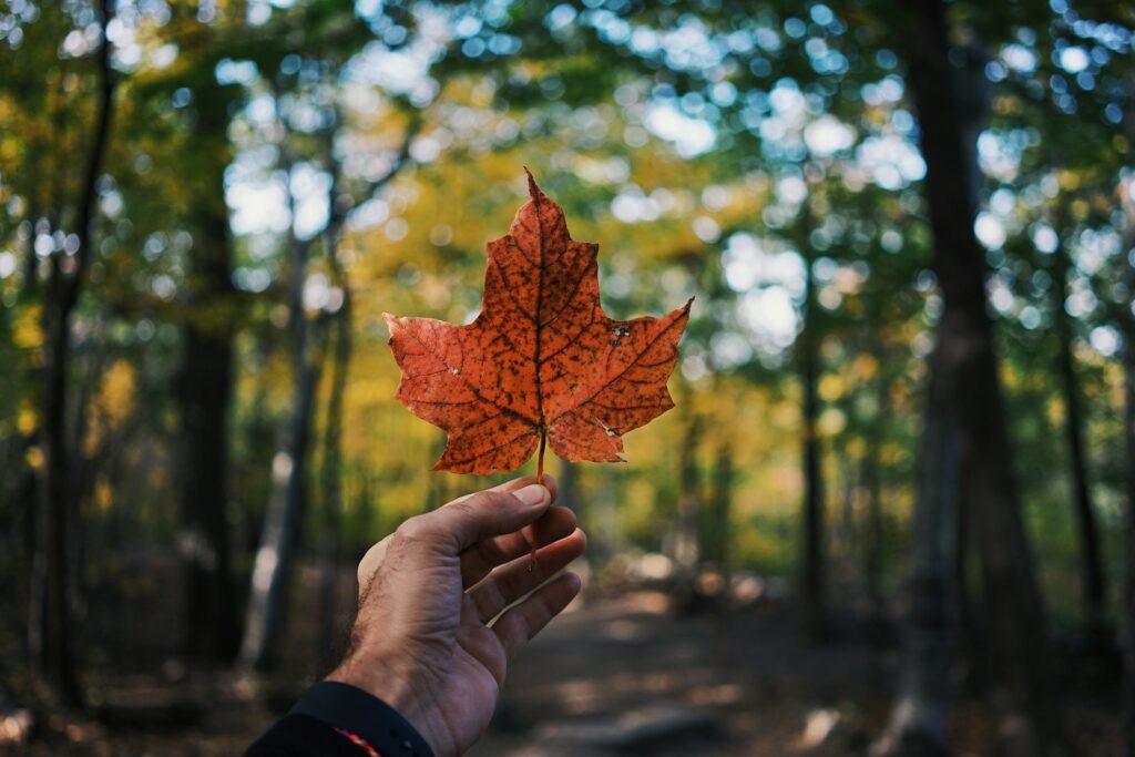 What are the Best Things to do in Orangeville During the Fall?