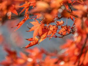 Where Can I See Fall Colours in Caledon?