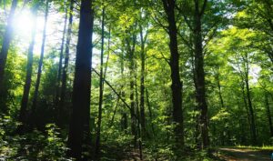 Why Live in Caledon?