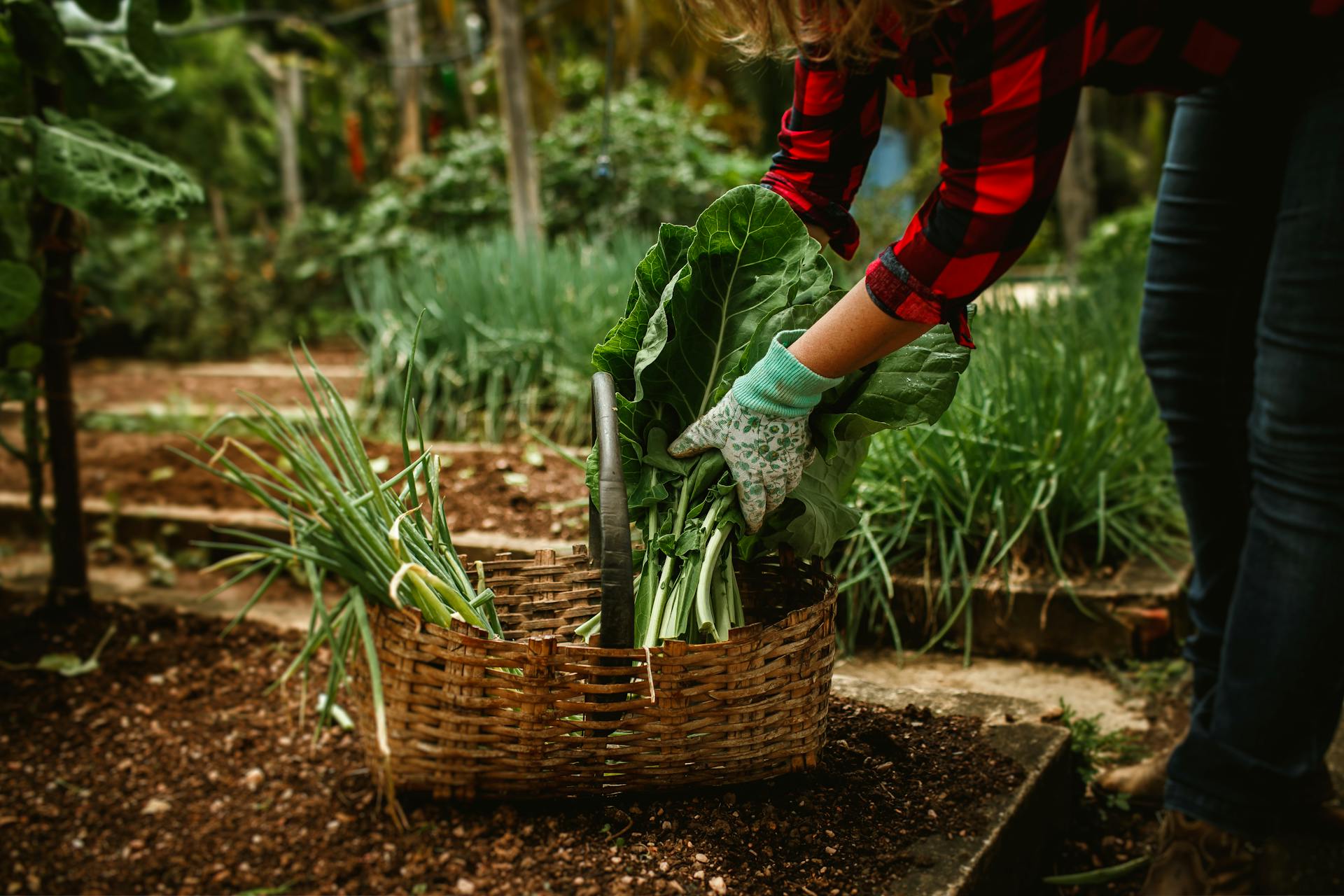 Orangeville Community Gardens