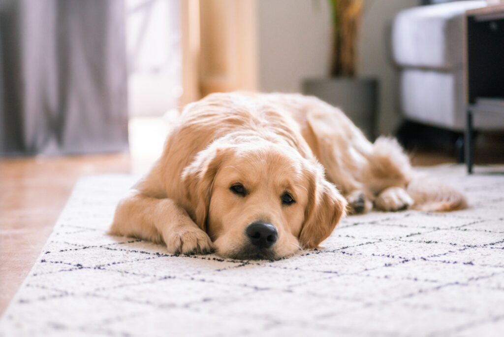 Do Air Purifiers Help With Mold?