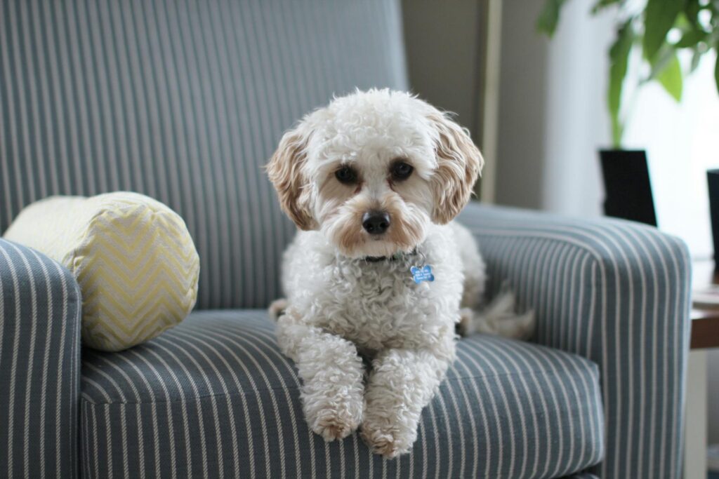How Do I Detox the Air in My House?