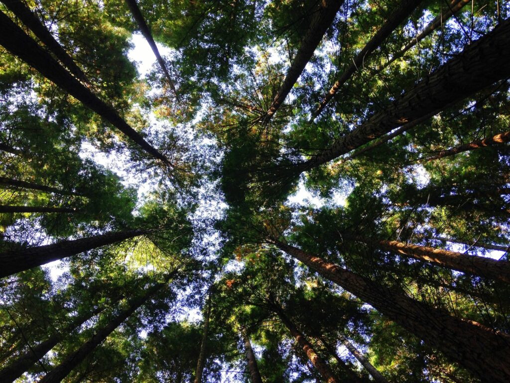 Environmental Concerns in Real Estate