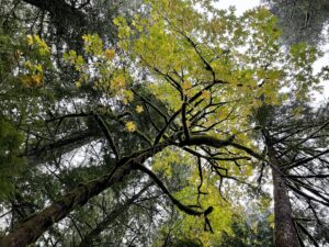 Simmons Nature Reserve – Caledon, Ontario