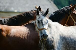 How Many Horses Can You Put on 20 Acres?