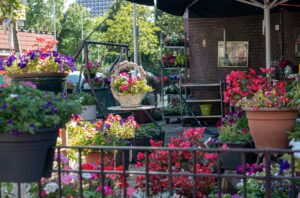 How Do You Transition From a Garden to a Balcony After Downsizing?